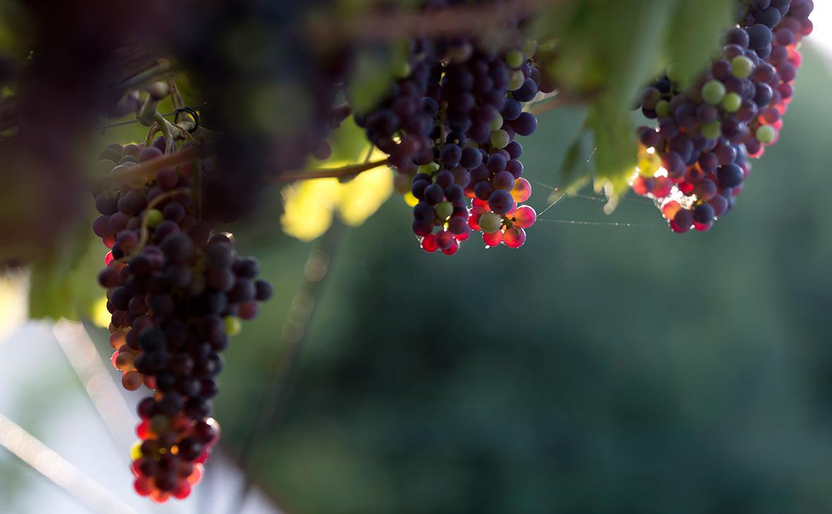«Ариант», активы которого потребовали изъять, открыл центр виноградарства